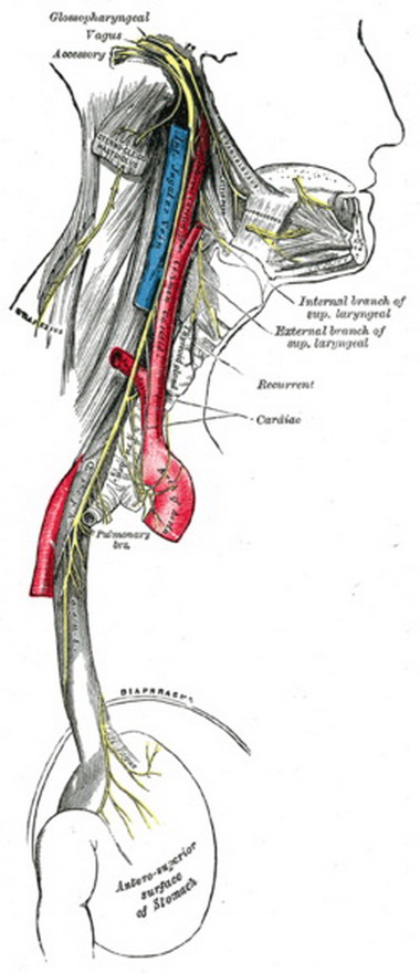 Языкоглоточный нерв