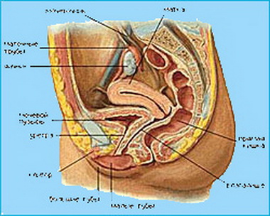 Нарушения мочеиспускания и инфекция мочевыводящих путей