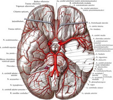 Задняя мозговая артерия