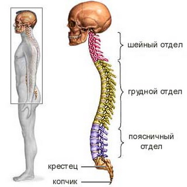 Ушиб спинного мозга