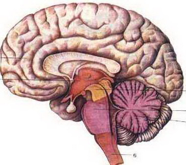 Кровоснабжение среднего мозга